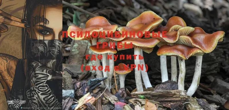 Псилоцибиновые грибы Psilocybine cubensis  Армянск 